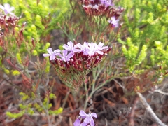Limonium scabrum