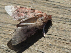 Mimaglossa nauplialis