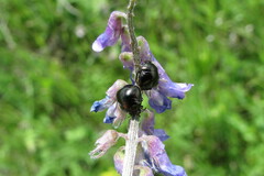Coptosoma scutellatum