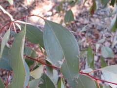 Eucalyptus melliodora