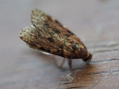 Mimaglossa nauplialis