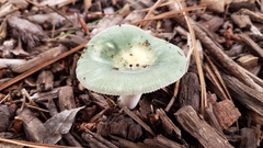Heterophyllidia