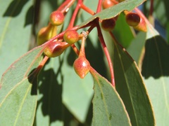 Eucalyptus melliodora