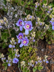 Veronica hookeriana