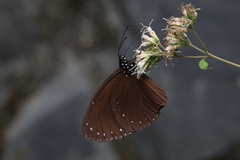 Euploea tulliolus