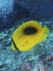 Chaetodon speculum