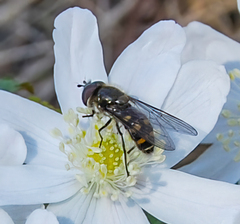 Lapposyrphus lapponicus