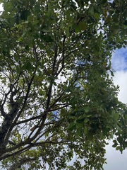 Santalum paniculatum