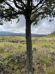 Santalum paniculatum