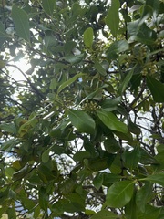 Santalum paniculatum