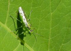 Rhogogaster chlorosoma