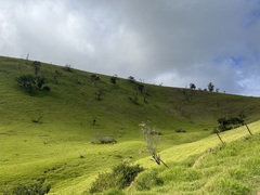 Sophora chrysophylla