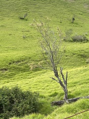 Sophora chrysophylla