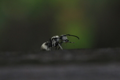 Polyrhachis illaudata