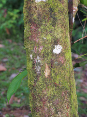 Olcinia