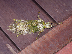 Olcinia