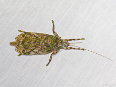 Olcinia
