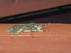 Olcinia