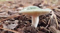 Heterophyllidia