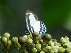 Psychonotis caelius