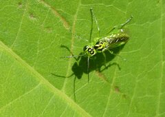 Rhogogaster chlorosoma