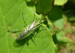Rhogogaster chlorosoma