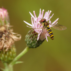 Fazia micrura