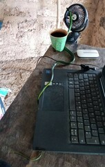 Philothamnus punctatus