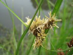 Bolboschoenus caldwellii