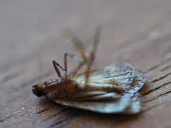 Mimaglossa nauplialis