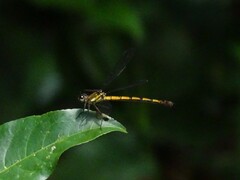 Diphlebia euphoeoides