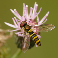 Fazia micrura