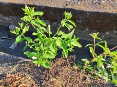 Sphenoclea zeylanica