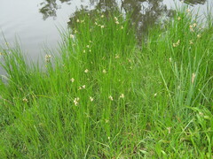 Bolboschoenus caldwellii