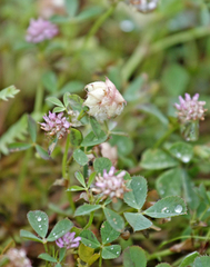 Trifolium resupinatum