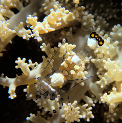 Ancylocaris brevicarpalis