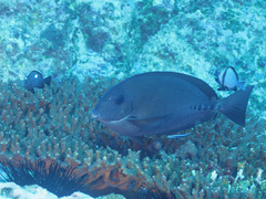 Prionurus microlepidotus