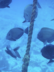 Prionurus microlepidotus