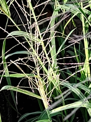 Eleusininae