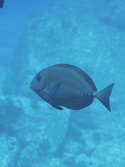 Prionurus microlepidotus