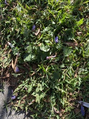 Modiola caroliniana