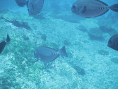 Prionurus microlepidotus