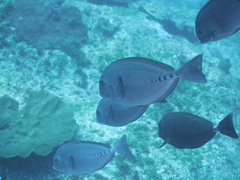 Prionurus microlepidotus