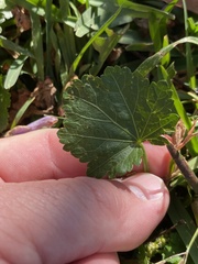 Modiola caroliniana