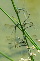 Lestes virgatus