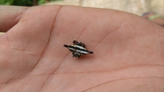 Gasteracantha geminata