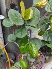 Polyscias balfouriana