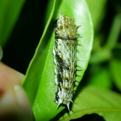Papilionidae