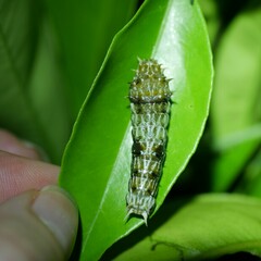 Papilionidae