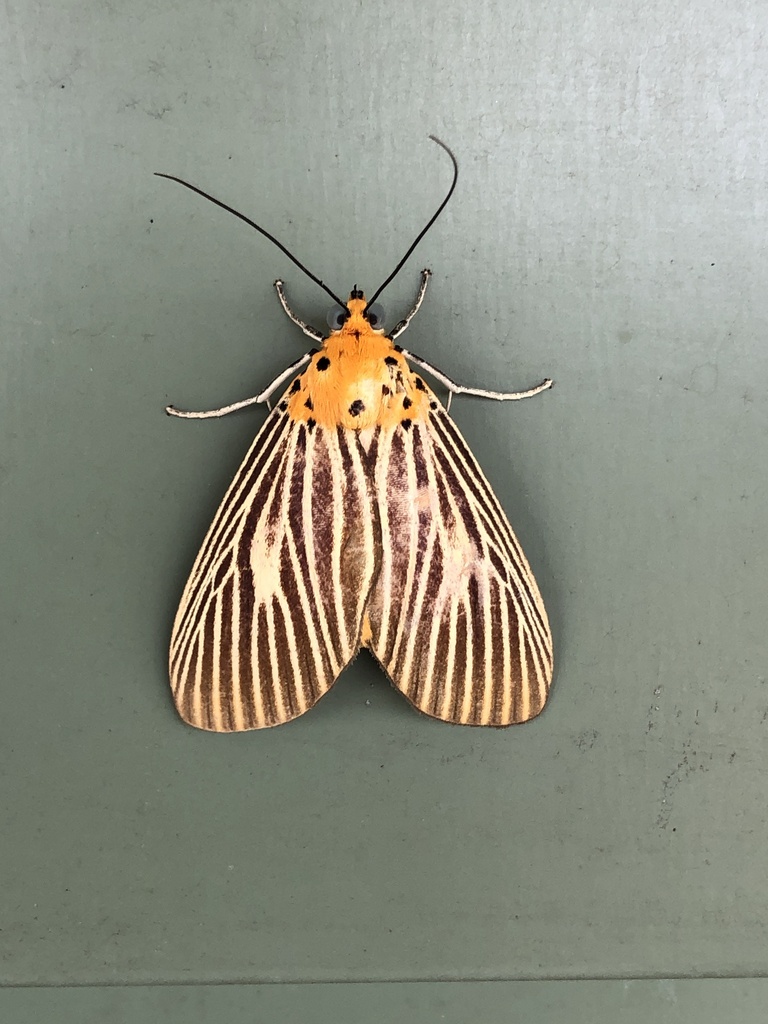 Asota strigosa